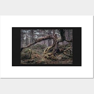 'Split Tree, Autumn', Blackwood of Rannoch, near Kinloch Rannoch. Posters and Art